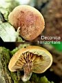 Deconica horizontalis-amf1351